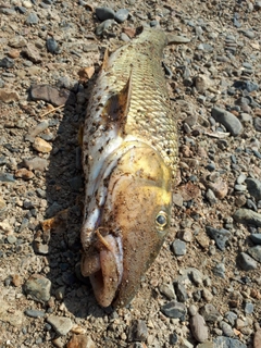 ニゴイの釣果