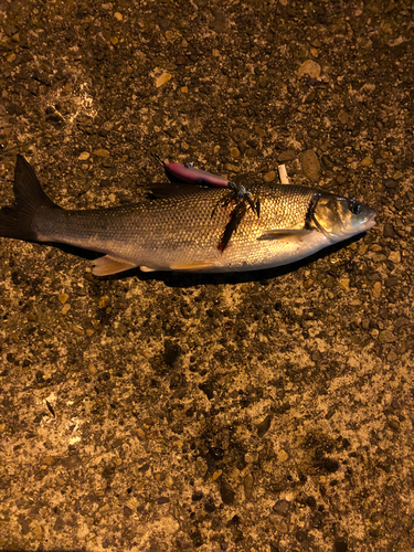 ウグイの釣果