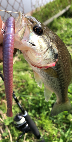 ラージマウスバスの釣果