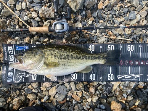 ブラックバスの釣果