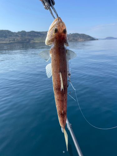 エソの釣果