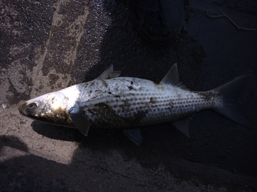 ボラの釣果