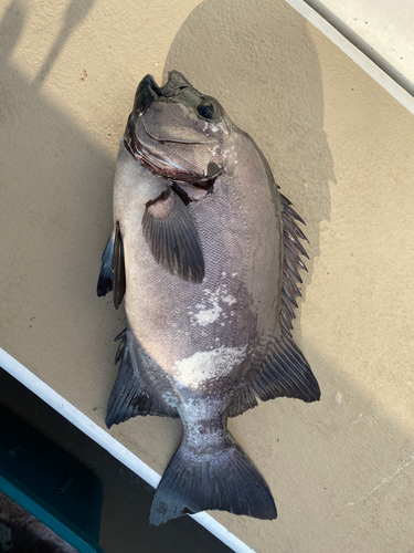 イシダイの釣果