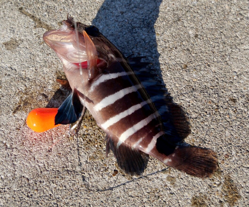 アカハタの釣果