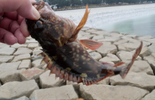 ガシラの釣果