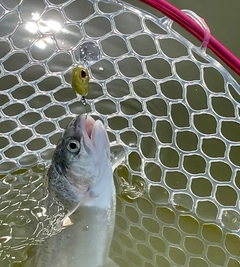 ニジマスの釣果