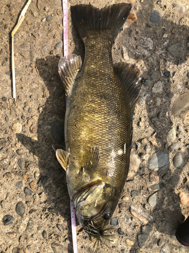 スモールマウスバスの釣果