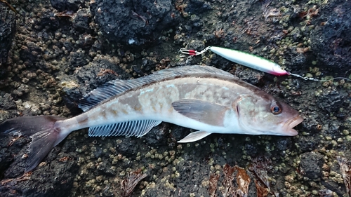 ホッケの釣果