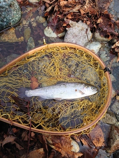 ヤマメの釣果