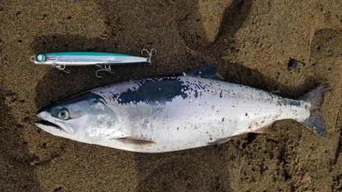 サクラマスの釣果