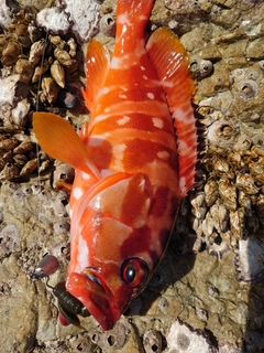 アカハタの釣果