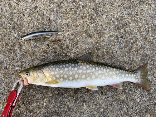 ウミアメの釣果