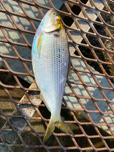 コノシロの釣果