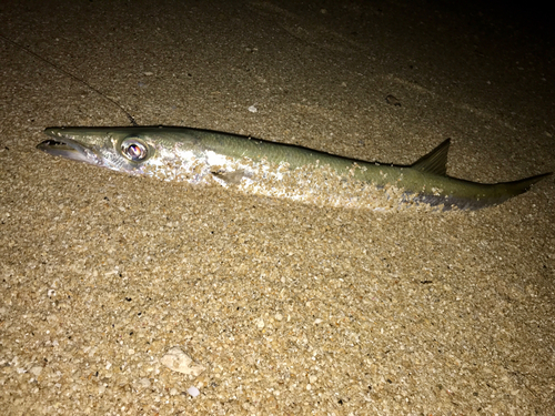 オオメカマスの釣果