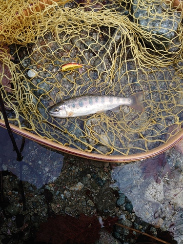 ヤマメの釣果