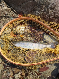ヤマメの釣果