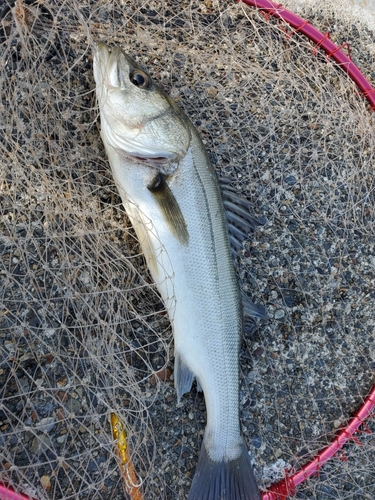 フッコ（タイリクスズキ）の釣果