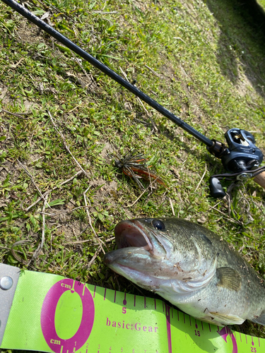 ブラックバスの釣果