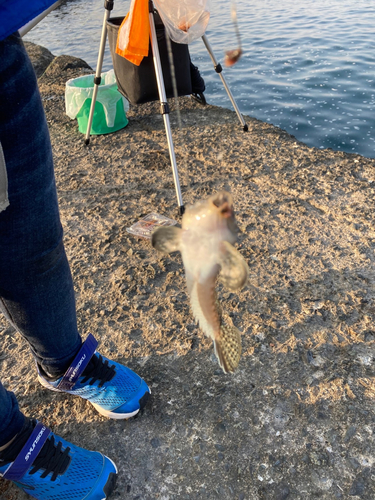 メゴチの釣果