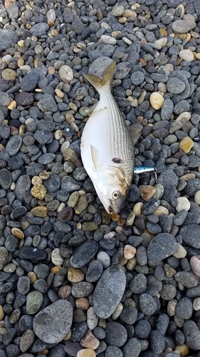 コノシロの釣果