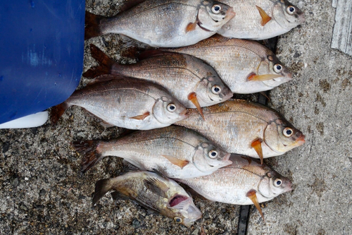 メバルの釣果