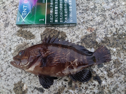 マハタの釣果