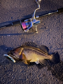 シマソイの釣果