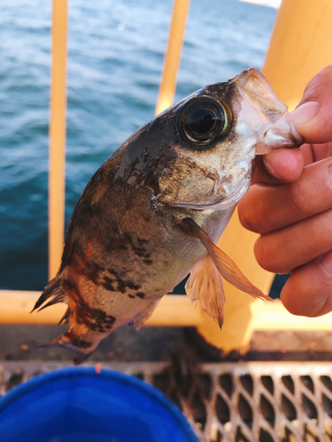 メバルの釣果