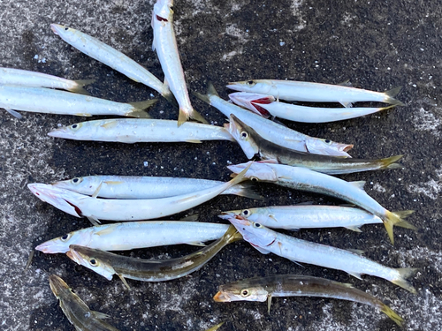 カマスの釣果