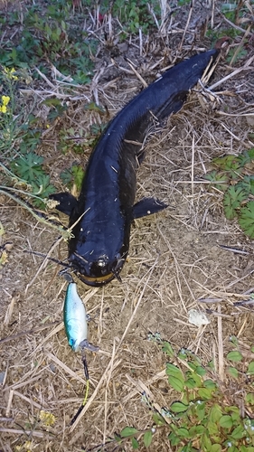 ナマズの釣果