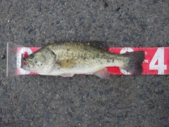 ブラックバスの釣果