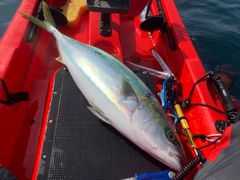 ハマチの釣果