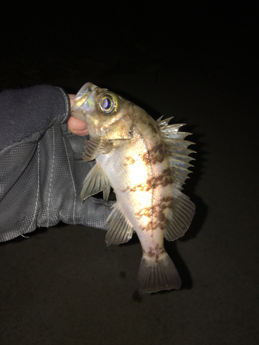 メバルの釣果