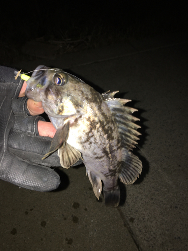 クロソイの釣果