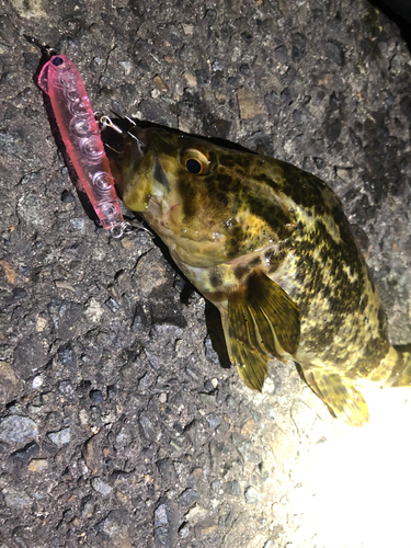 タケノコメバルの釣果