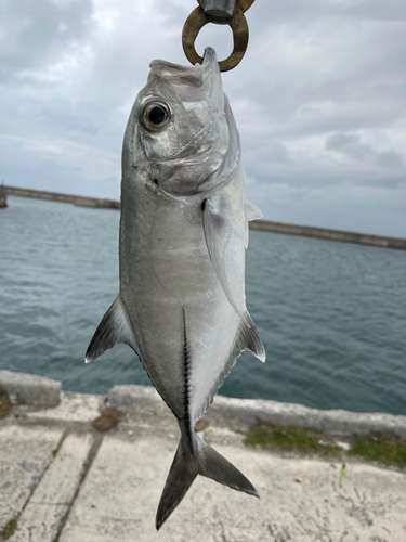 ギンガメアジの釣果