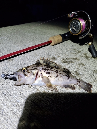 クロソイの釣果