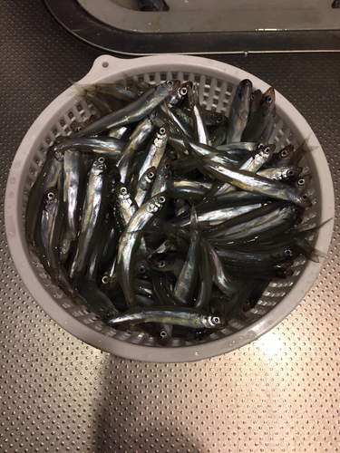 アユの釣果