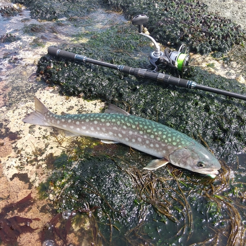 アメマスの釣果