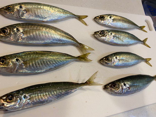 アジの釣果