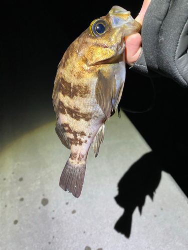 メバルの釣果