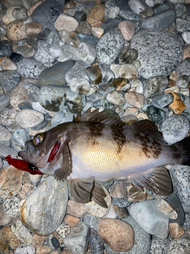 メバルの釣果