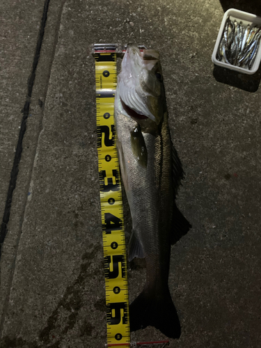 シーバスの釣果