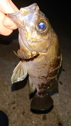 シロメバルの釣果