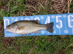 ラージマウスバスの釣果