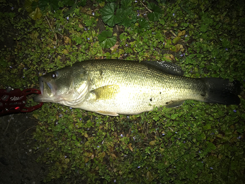 ラージマウスバスの釣果