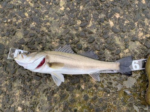 シーバスの釣果