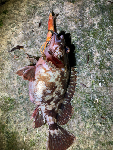 カサゴの釣果