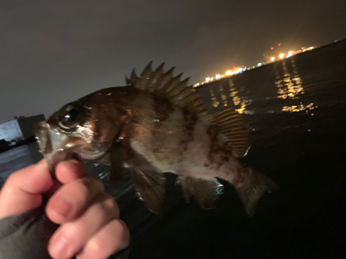 メバルの釣果