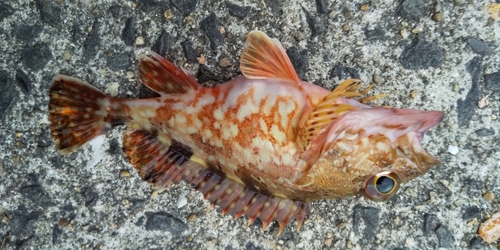 カサゴの釣果